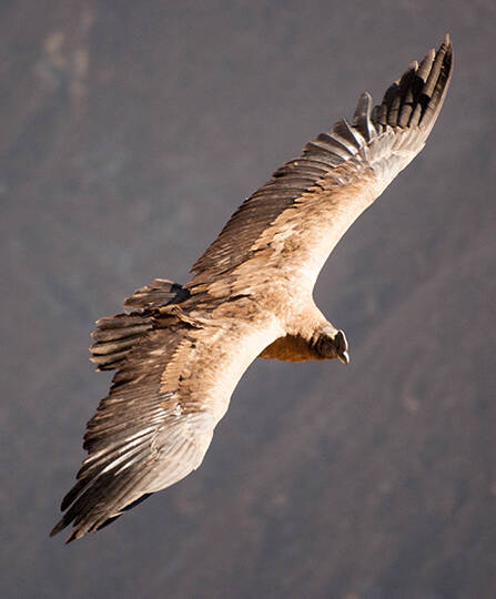 Colca Canyon and Flight of the Condor Tour