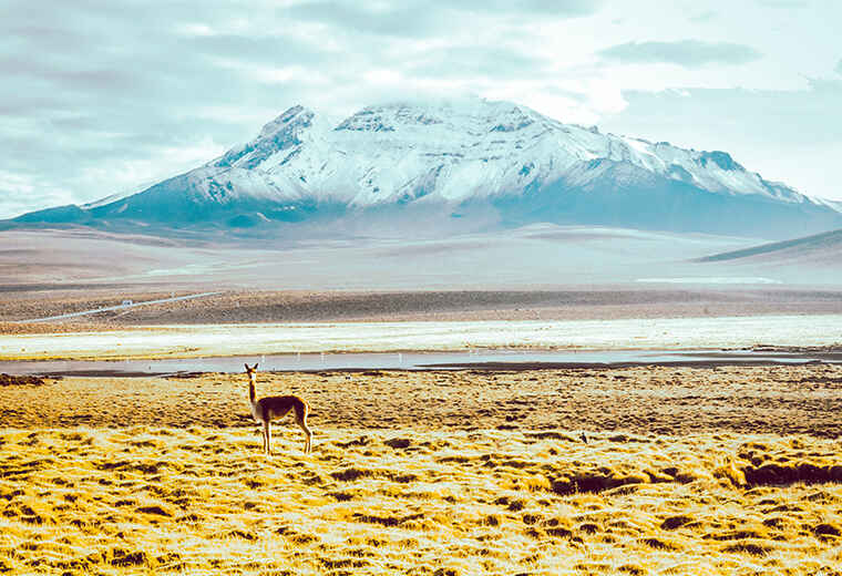 Arequipa National Wildlife Reserve